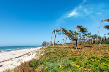 Obraz premium Pine forest on the German Baltic coast with dunes, and sand