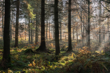 Obraz premium Sunlight through a trees on a misty autumn morning at Miltonrigg, Brampton, Cumbria, UK