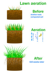 Lawn aeration infographics isolated on white background. Before and after aeration. Enrichment with oxygen, water and nutrients. For article, landscaping, lawn grass care service or instruction.Vector
