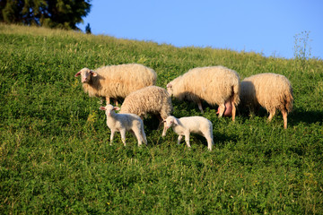 Obraz na płótnie Canvas Asciano (SI), Italy - June 01, 2016: Sheeps in a field, Crete Senesi, Asciano, Siena, Tuscany, Italy