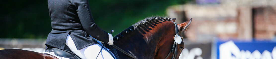 Dressage horse with rider in a narrow cut. View from behind over the braided one..