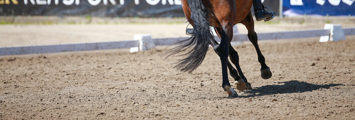 Dressage horse in close-up of legs trotting in dressage arena..