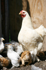 Chicken with chickens in the chicken coop. Domestic bird. Farm