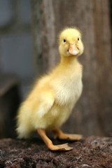 Portrait of a cute yellow duckling. Domestic bird