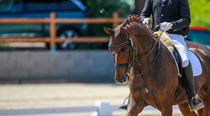 Dressage horse in portraits from the head in a cutout with rider in the Ganart trot, view from the...