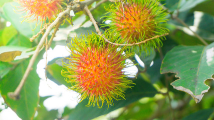 Rambutan, an endemic fruit from Indonesia, has fruit fur like hair