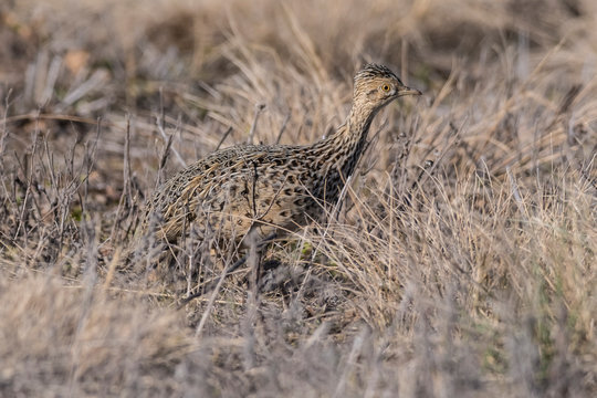 Tinamou in grassland environment, Pampas, Argentina