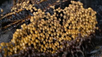 Sugarbag bee eggs ready to hatch