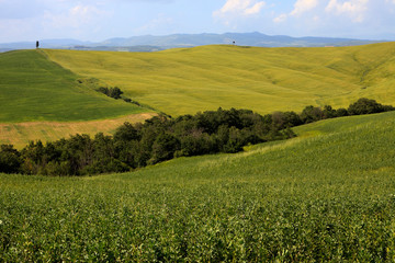 Asciano (SI), Italy - June 01, 2016: Typical scenary of Crete Senesi, Asciano, Siena, Tuscany, Italy
