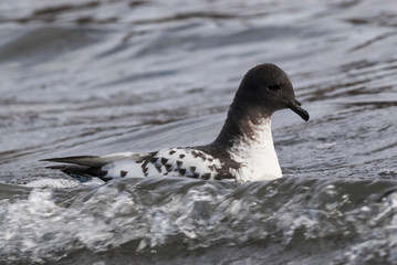 Cape petrel , Deception Island, Antartica.
