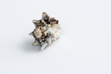Marine light brown spiny gastropod seashell close-up on white background