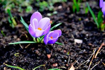 krokus