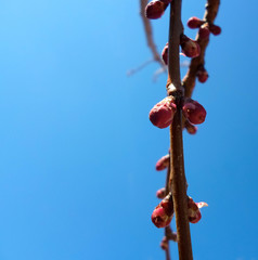 Apricot tree branch with buds.Apricot buds on a branch close-up on a background of blue sky
