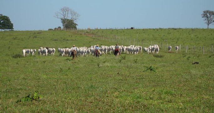 Agribusiness - Cattle, Nellore white cattle, green pasture in Brazil - Livestock
