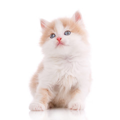 Happy cat on a white background. Cat without breed.
