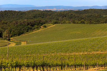Fototapeta premium Chianti region (SI), Italy - June 01, 2016: Chianti vineyards, wine grapes growing, Tuscany, Italy