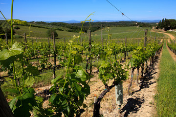 Fototapeta na wymiar Chianti region (SI), Italy - June 01, 2016: Chianti vineyards, wine grapes growing, Tuscany, Italy