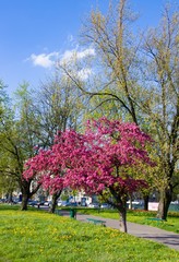 Blooming tree with pink flowers in spring park. Cracow