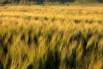 Asciano (SI), Italy - June 01, 2016: Wheat's field, Crete Senesi, Asciano, Siena, Tuscany, Italy