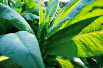 Green leaf lettuce in growth at vegetable garden