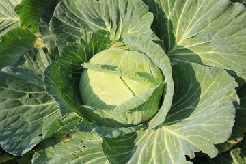 Obraz premium Green cabbage in growth at vegetable garden