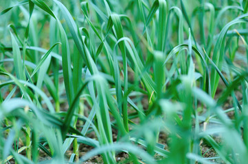 Green garlic leaves in growth at vegetable garden