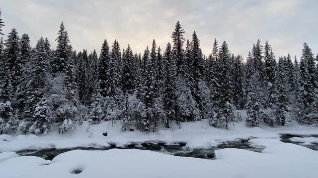 Forest in winter. River flowing among snowy trees.