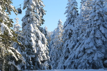 snow covered trees