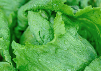 Green lettuce in growth at vegetable garden