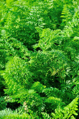 Green carrot plants in growth at vegetable garden