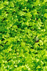 Green celery in growth at vegetable garden