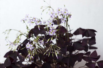 Flowering Oxalis triangularis - indoor plant with triangular purple leaves, background