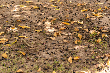 Obraz premium Leaves and fruits of the plum tree (Eugenia candolleana) scattered on the ground