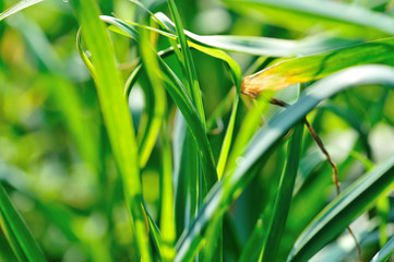 Green garlic leaves in growth at vegetable garden