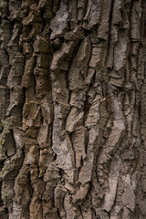 Bark Oak Brown