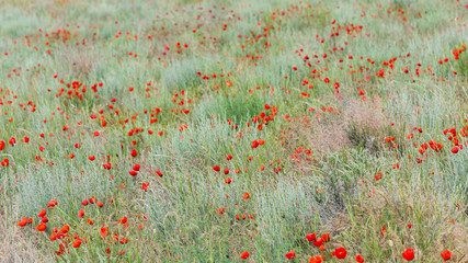 Golestan National Park Poppy Field