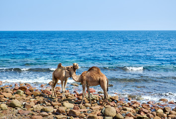 Fototapeta na wymiar Sinai Peninsula, two camels stand huddled together on the shore of the Red Sea, blue waves and stones on the shore.