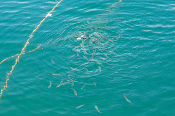 Fish swimming and eating bread © nedomacki