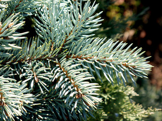 Blue spruce branch. Beautiful branch of spruce with needles. Christmas tree in nature. Green spruce. Spruce close up.
