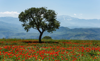 Fototapeta na wymiar Tree in Poppy Field Iran