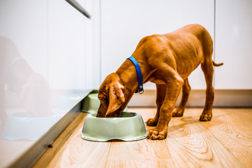 Young brown puppy dog eating from a green bowl in a white kitchen. Food bowl on ground