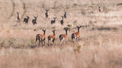 Naklejka premium Red deer , La Pampa,Patagonia, Argentina.