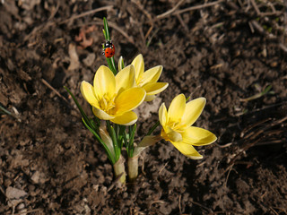 Obraz premium One of the earliest flowering plants - Crocuses botanical of cultivar Romance with a small red bug ladybug on a leaf
