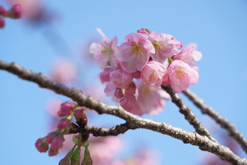 日本の春にピンク色の桜の花が咲く