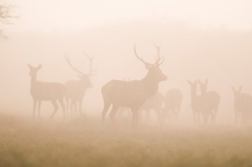 Red deer in the fog, Argentina, Parque Luro Nature Reserve