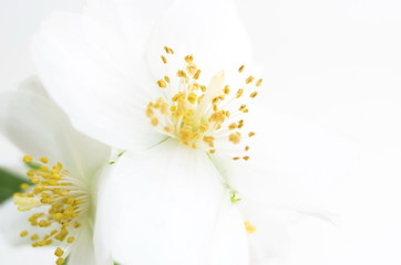 White flower macro