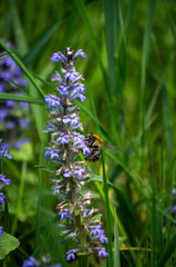 Bumble-bee around blue flower