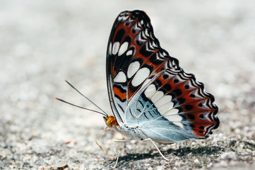 Fototapeta na wymiar Butterfly White Red Black Colour On Rock 