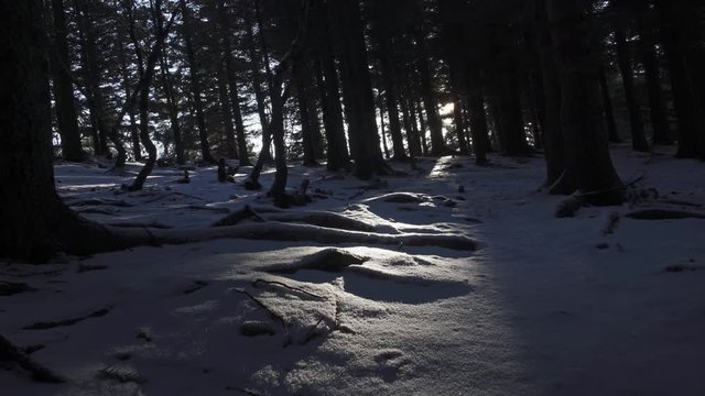 Sun shining through forest trees snow covered ground Iceland slide