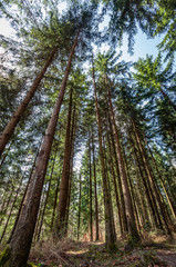 Forest scene in the Spring